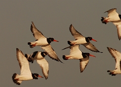 David Plant Photography - Wildlife Photographer - Oystercatcher - G